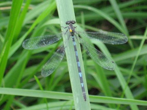 Coenagrion sp.