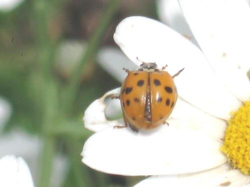 Harmonia axyridis
