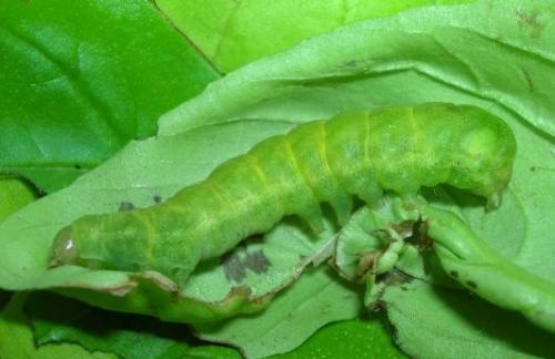 Phlogophora meticulosa