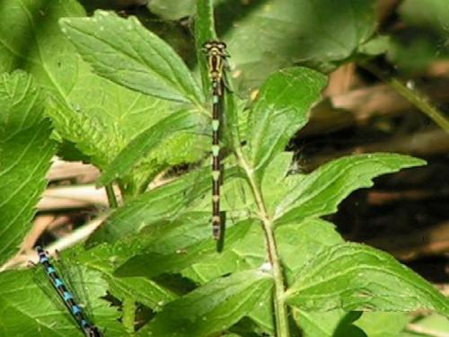 Coenagrion sp.