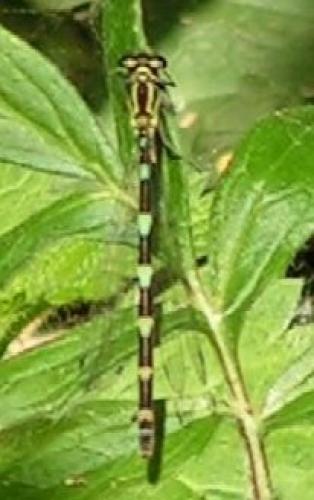 Coenagrion sp.