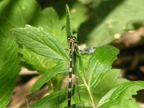 Coenagrion sp.