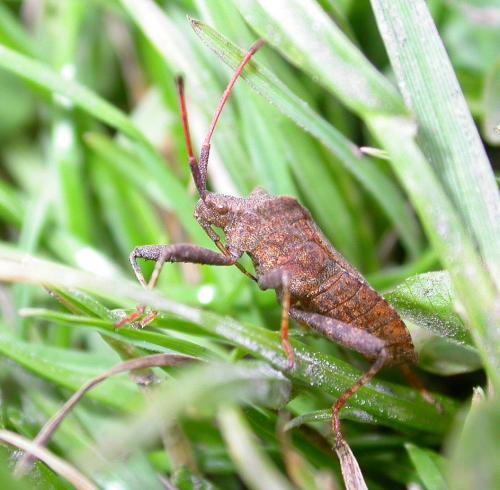 Coreus marginatus