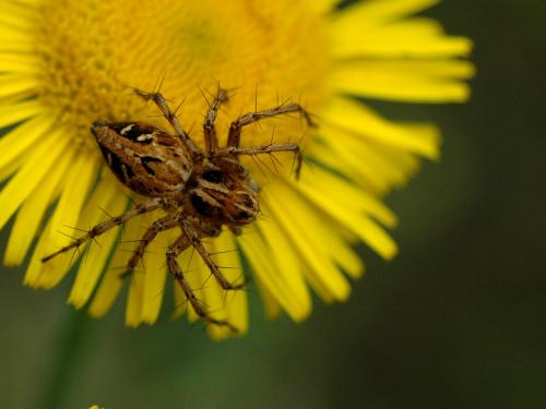 Réf. 19 402 : Oxyopes sp.