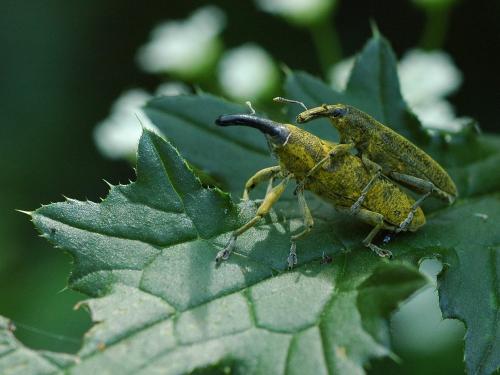 Lixus sp.