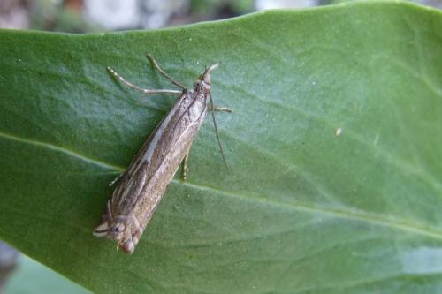 Réf. 19 159 : Crambus sp.