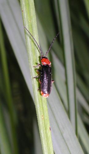Silis ruficollis