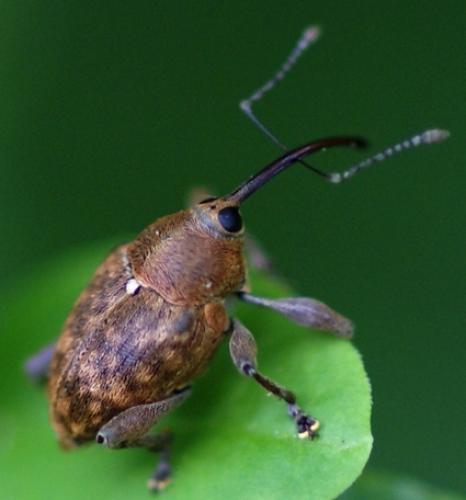 Réf. 19 985 : Curculio sp.