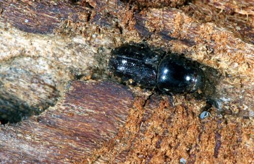 Scolytus sp.