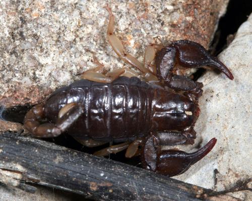 Euscorpius sp.