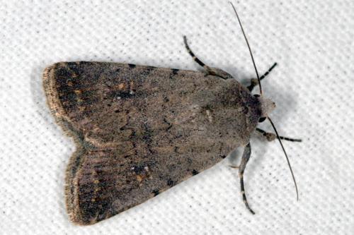 Caradrina sp.