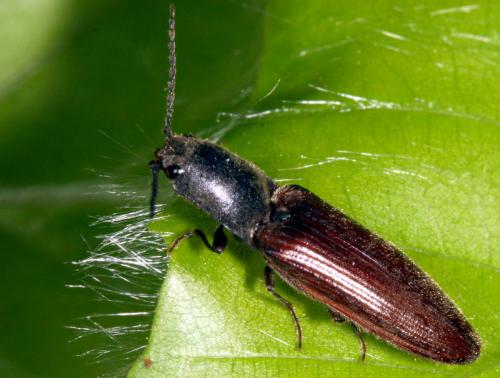 Réf. 19 300 : Athous haemorrhoidalis