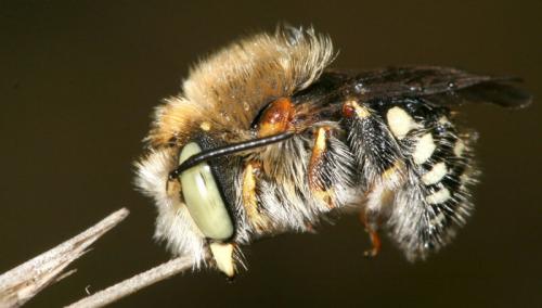 Réf. 19 385 : Anthidium punctatum