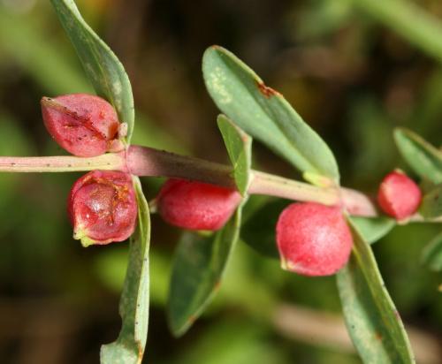 Zeuxidiplosis giardi