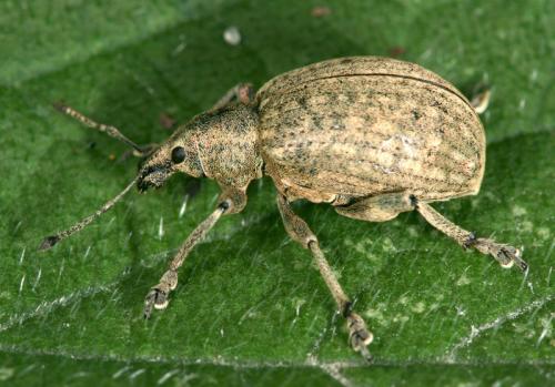 Réf. 19 298 : Liophloeus tessulatus
