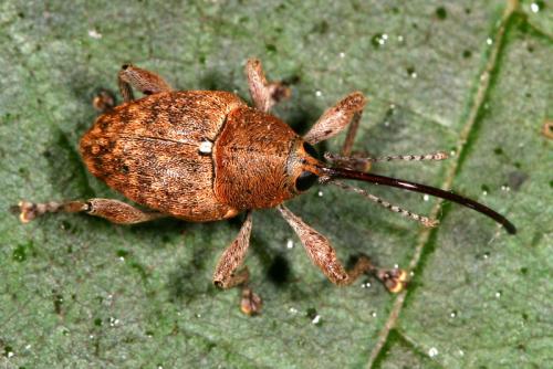 Curculio glandium