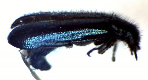 Dasytes caeruleus