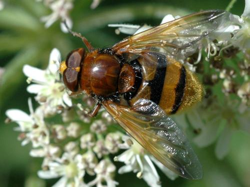 Volucella zonaria