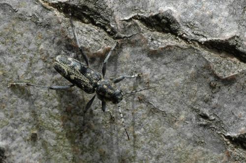 Réf. 19 719 : Xylotrechus rusticus