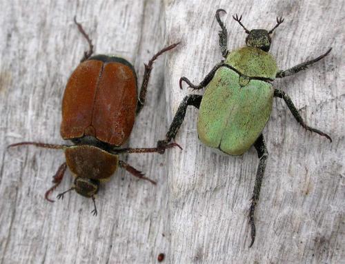 Réf. 19 009 : Hoplia argentea