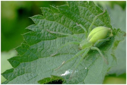 Micrommata virescens