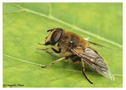 Eristalis tenax