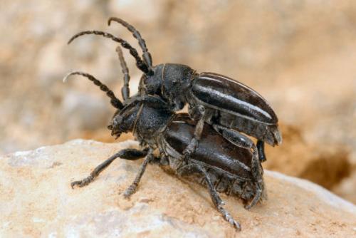 Réf. 19 103 : Iberodorcadion fuliginator