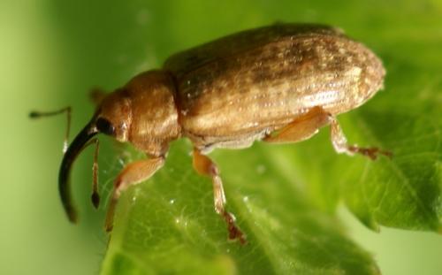 Réf. 19 986 : Dorytomus tortrix