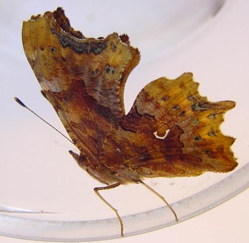 Réf. 19 842 : Polygonia c-album