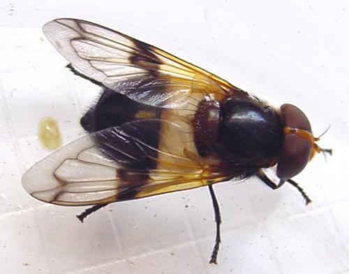 Volucella pellucens