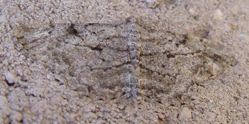 Peribatodes rhomboidaria