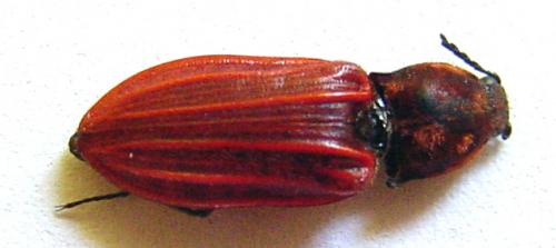 Anostirus purpureus