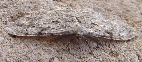 Peribatodes rhomboidaria