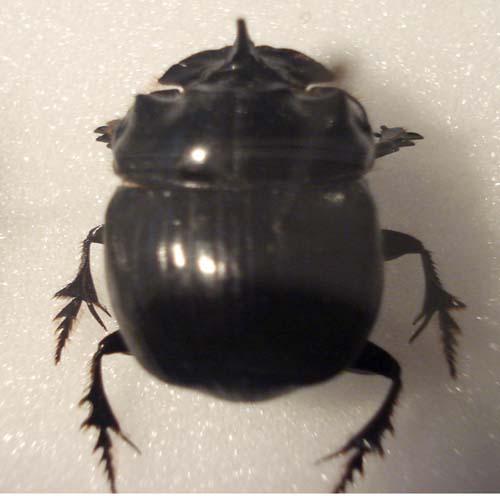 Copris lunaris