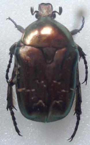 Réf. 19 414 : Potosia cuprea