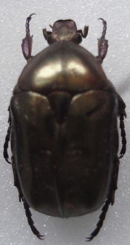 Protaetia sp.
