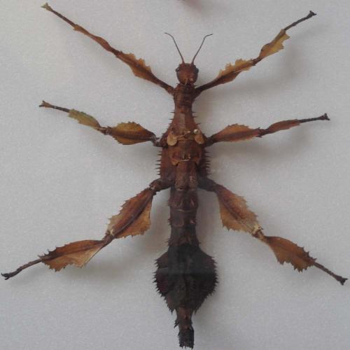 Réf. 19 418 : Extatosoma tiaratum
