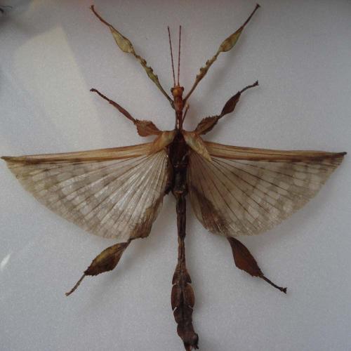 Réf. 19 416 : Extatosoma tiaratum