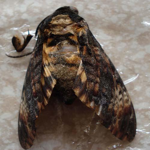 Acherontia atropos