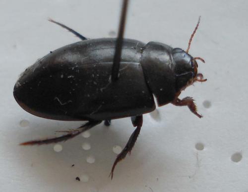 Réf. 19 545 : Agabus bipustulatus