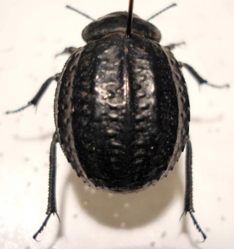 Pimelia sp.