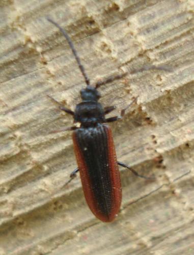 Réf. 19 716 : Omalisus fontisbellaquei