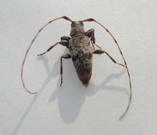 Réf. 19 713 : Leiopus femoratus