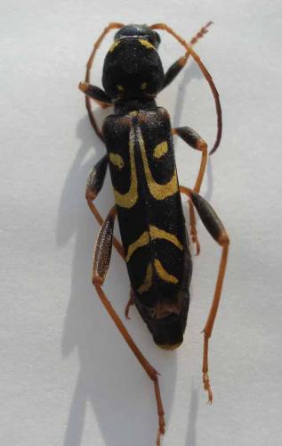 Réf. 19 714 : Clytus tropicus