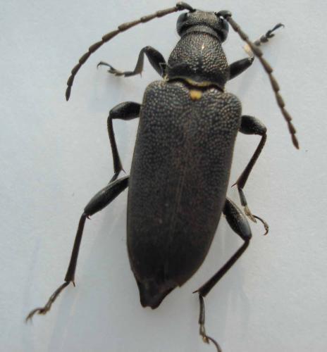 Réf. 19 717 : Stictoleptura scutellata