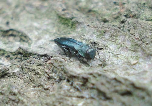 Agrilus sp.