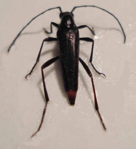 Rutpela nigra