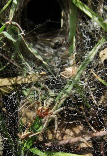Agelena sp.