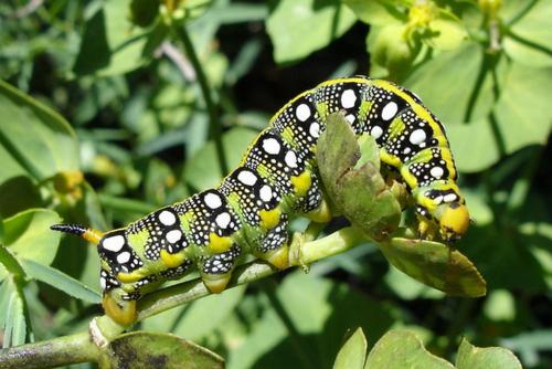 Hyles euphorbiae