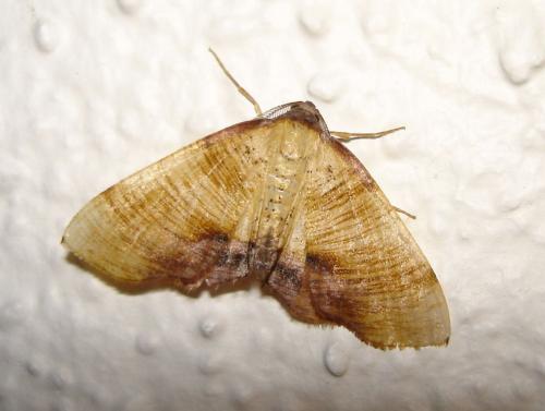 Plagodis dolabraria